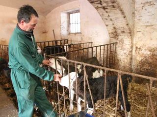 La stalla dei vitellini La stalla dei vitellini