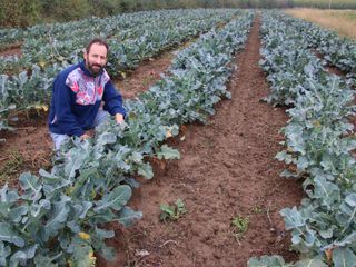 Nel campo di broccoli Nel campo di broccoli