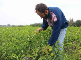 Andrea nella coltivazione di peperoni Andrea nella coltivazione di peperoni
