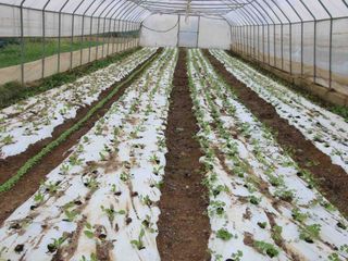 La serra con le coste, i sedani e la valeriana La serra con le coste, i sedani e la valeriana