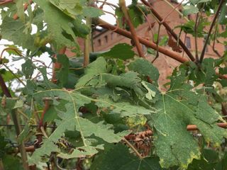 Grandine a Grinzane Cavour