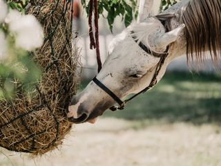 Nella fotogallery di Barbara Guazzone Jessica Riviera e la cavalla Fatima al loro passaggio a Cascina Carlotta Nella fotogallery di Barbara Guazzone Jessica Riviera e la cavalla Fatima al loro passaggio a Cascina Carlotta
