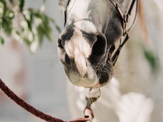 Nella fotogallery di Barbara Guazzone Jessica Riviera e la cavalla Fatima al loro passaggio a Cascina Carlotta Nella fotogallery di Barbara Guazzone Jessica Riviera e la cavalla Fatima al loro passaggio a Cascina Carlotta