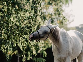 Nella fotogallery di Barbara Guazzone Jessica Riviera e la cavalla Fatima al loro passaggio a Cascina Carlotta Nella fotogallery di Barbara Guazzone Jessica Riviera e la cavalla Fatima al loro passaggio a Cascina Carlotta