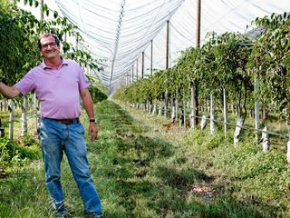Domenico Paschetta in mezzo alla coltivazione di Nergi Domenico Paschetta in mezzo alla coltivazione di Nergi