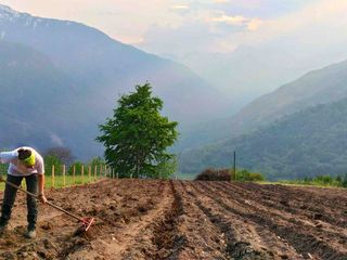 Al lavoro nel campo di patate