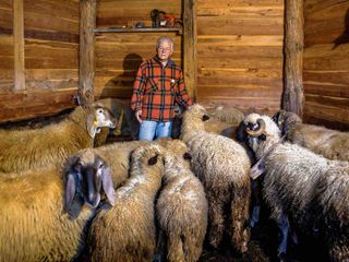 Nella stalla delle pecore