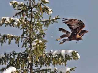 Un'aquila si alza in volo dall'abete vicino all'azienda