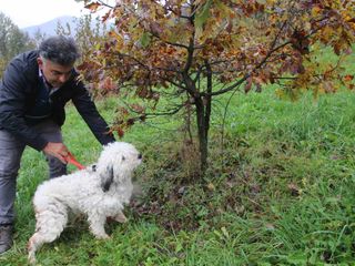 Franco nella tartufaia con il cane Bea