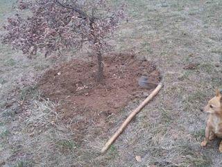 Un tartufo appena trovato