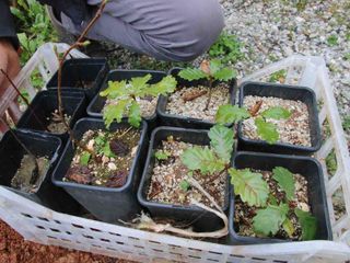 Le piantine micorrizate