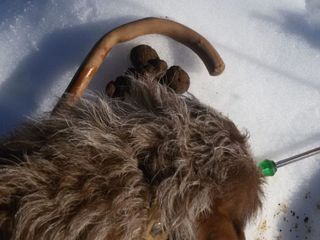 La raccolta sotto il terreno coperto di neve