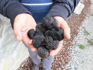 Una manciata di tartufi neri uncinati