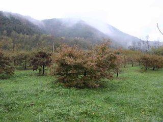 Una tartufaia di nero pregiato dove la raccolta avviene dal 15 novembre al 15 marzo