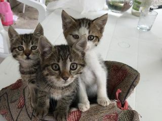 I gattini trovati a Revello I gattini trovati a Revello