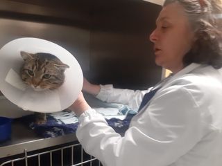 Il gatto Coccolo operato dalla veterinaria Daniela Fraire