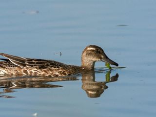 Marzaiola - Foto Filippo Marmo