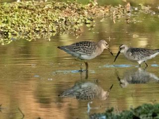 Migrazioni a Racconigi Filippo Marmo