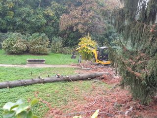 Uno dei due pini tagliati nel giardino Baden Powell Uno dei due pini tagliati nel giardino Baden Powell