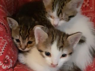I gattini trovati a Busca I gattini trovati a Busca