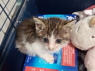 Il gattino nell'ambulatorio Fraire Racchetta Il gattino nell'ambulatorio Fraire Racchetta