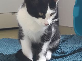 Gatto " garibaldino" Gatto " garibaldino"