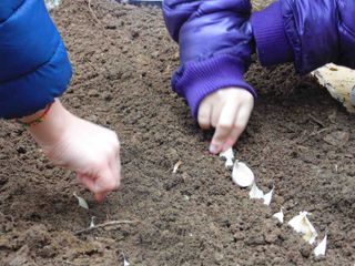 Gli spicchi di Aglio inseriti nel terreno