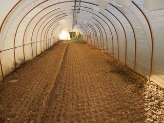 La serra nella quale, a breve, verrà piantato l'aglio La serra nella quale, a breve, verrà piantato l'aglio