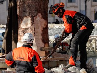 L'arrivo e la posa dell'abete in piazza San Pietro (Ph. Ansa Giupiemofoto)