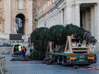 L'arrivo e la posa dell'abete in piazza San Pietro (Ph. Ansa Giupiemofoto)