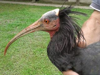 Lancillotto, l'ibis eremita arrivato fino in Granda