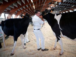 SAluzzo, Mostra della Frisona, immagine di una passata edizione. Foto Fondazione Bertoni