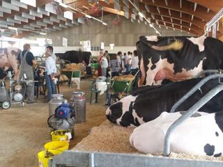 SAluzzo, le frisone al PalacrSaluzzo per la 44° Mostra regionale dei bovini di razza Frisona