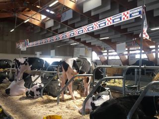 SAluzzo, le frisone al PalacrSaluzzo per la 44° Mostra regionale dei bovini di razza Frisona