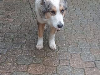 La cagnolina di Gambasca La cagnolina di Gambasca