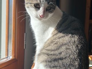 La gattina di 5 mesi La gattina di 5 mesi