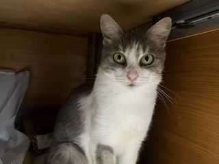 La gattina di crca un anno e mezzo sterilizzata La gattina di crca un anno e mezzo sterilizzata