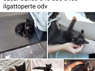 Gattini da adottare