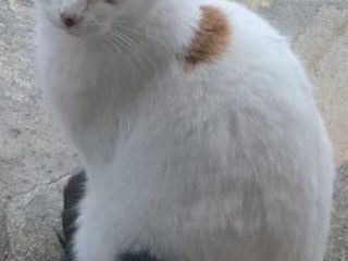 La gattina di crca un anno e mezzo sterilizzata La gattina di crca un anno e mezzo sterilizzata