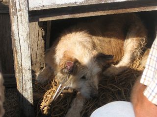 Un cane con l'orecchio in condizioni pietose