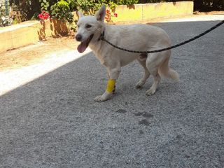 Paraflu - Foto Facebook Ambulanze Veterinarie Italia