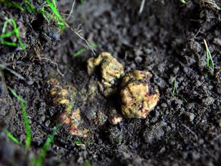 Foto di Davide Dutto - Archivio Ente Turismo Alba Bra Langhe Roero Foto di Davide Dutto - Archivio Ente Turismo Alba Bra Langhe Roero