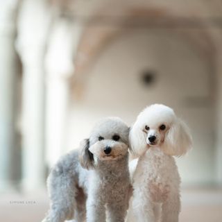 Il Pedigree e l'Importanza della Salute nel Barboncino Toy