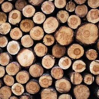 Come uccidere i tarli del legno: tipologie di intervento e consigli utili