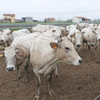 Zootecnia, Coldiretti Cuneo: "Serve un intervento urgente per tutelare le imprese" Zootecnia, Coldiretti Cuneo: "Serve un intervento urgente per tutelare le imprese"