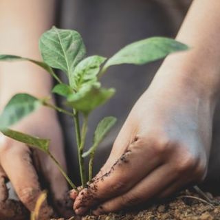 8 marzo, Coldiretti Cuneo: "Nella Granda tre imprenditrici su dieci in agricoltura"