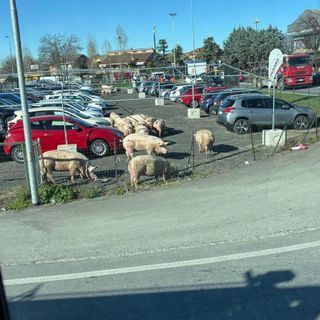 Fossano, autoarticolato carico di maiali si ribalta in via Torino: strada chiusa