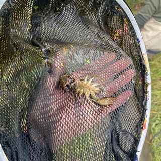 I gamberi di acqua dolce fermano la costruzione dell’impianto di biometano a Fossano