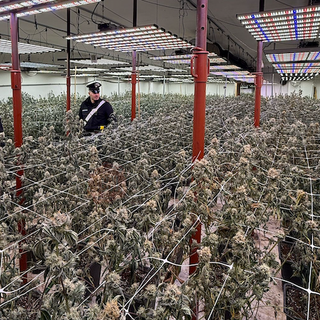 Una delle piantagioni sequestrate