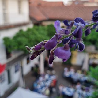Un glicine in fiore a settembre: perché no? È tempo di glicine… rosso!